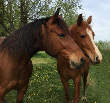 Chambres D'Hotes De Charme A La Ferme Freysz Quatzenheim Εξωτερικό φωτογραφία